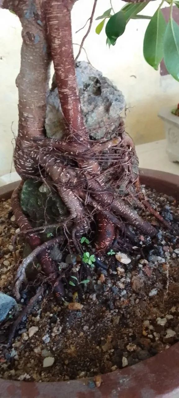 Bonsai na rocha 5 anos 800 por 500 - Foto 2
