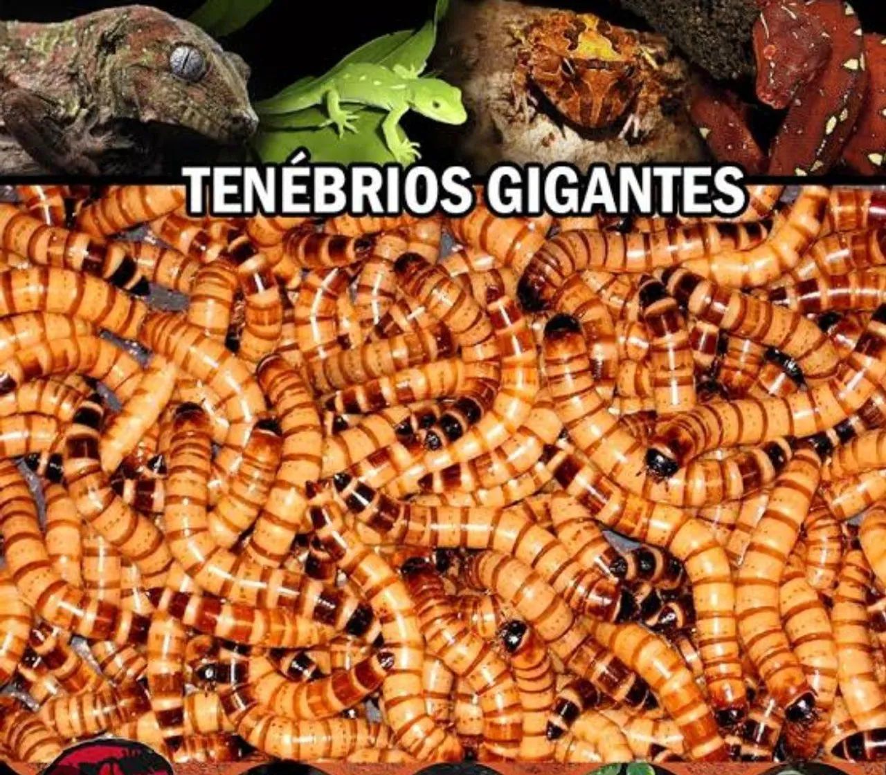 TenebriO  ocidental  - Foto 4