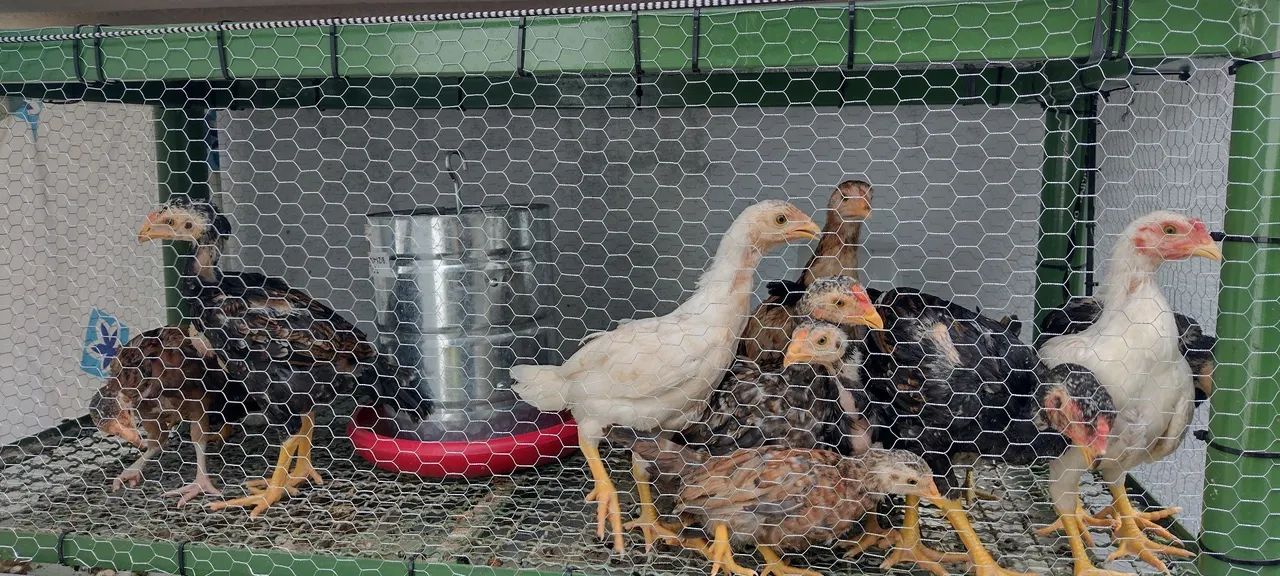 Pintinhos mestiço de índio e Galizé! - Foto 4