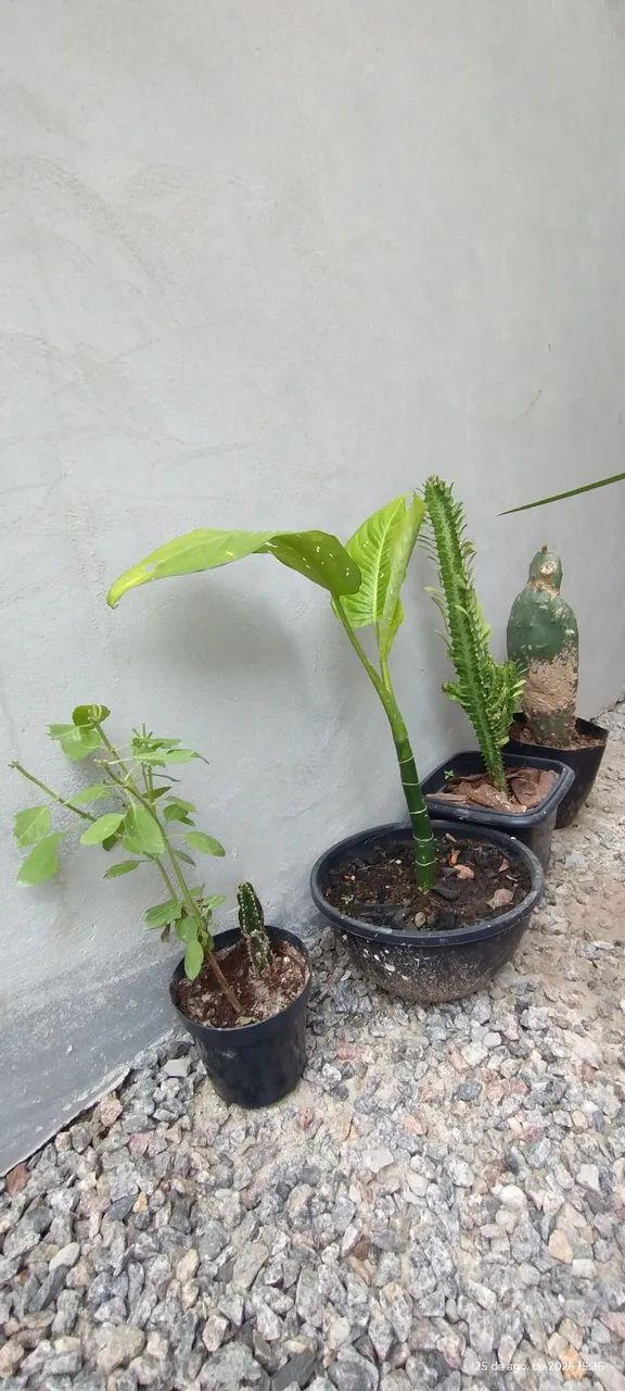 Kit com várias plantas.  - Foto 4