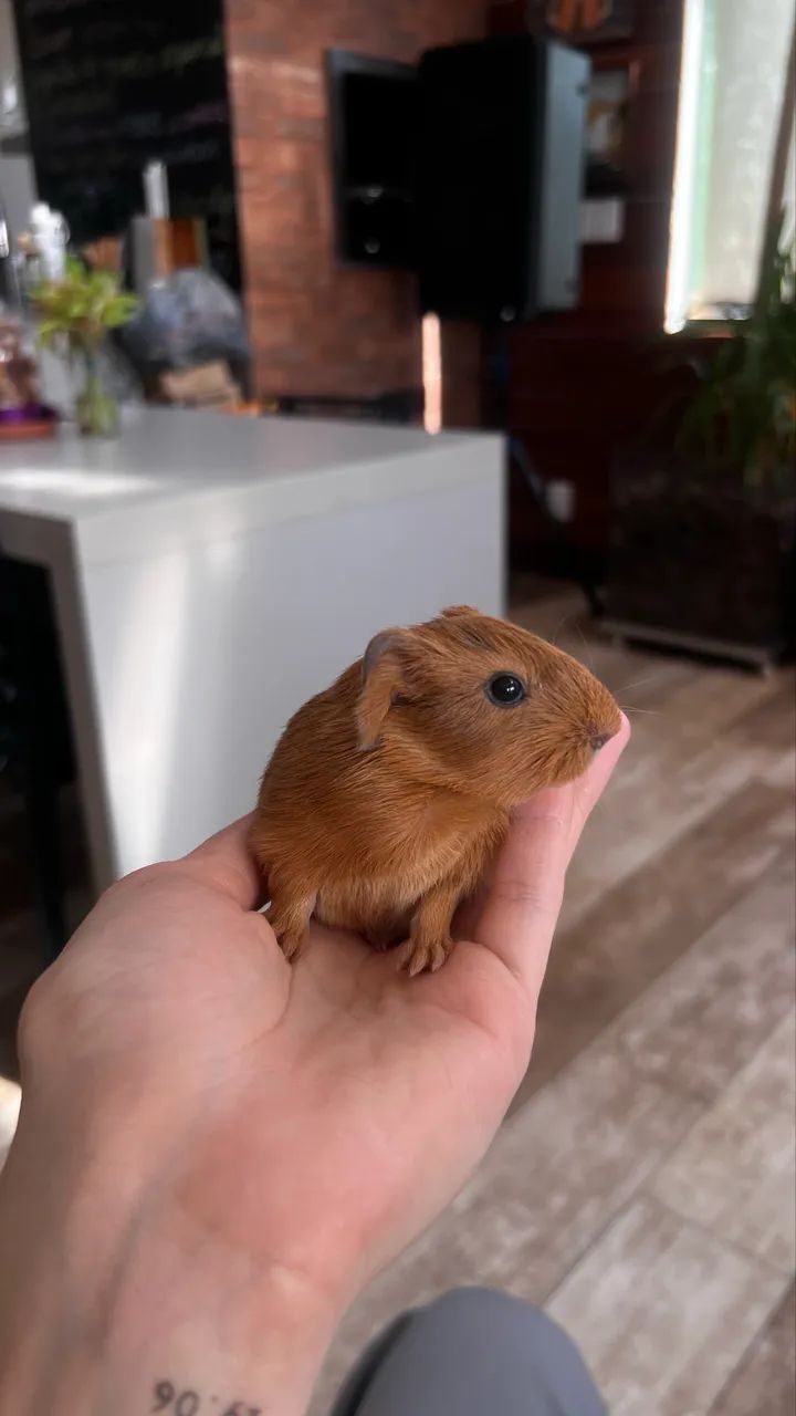 Porquinhos da índia  - Foto 4