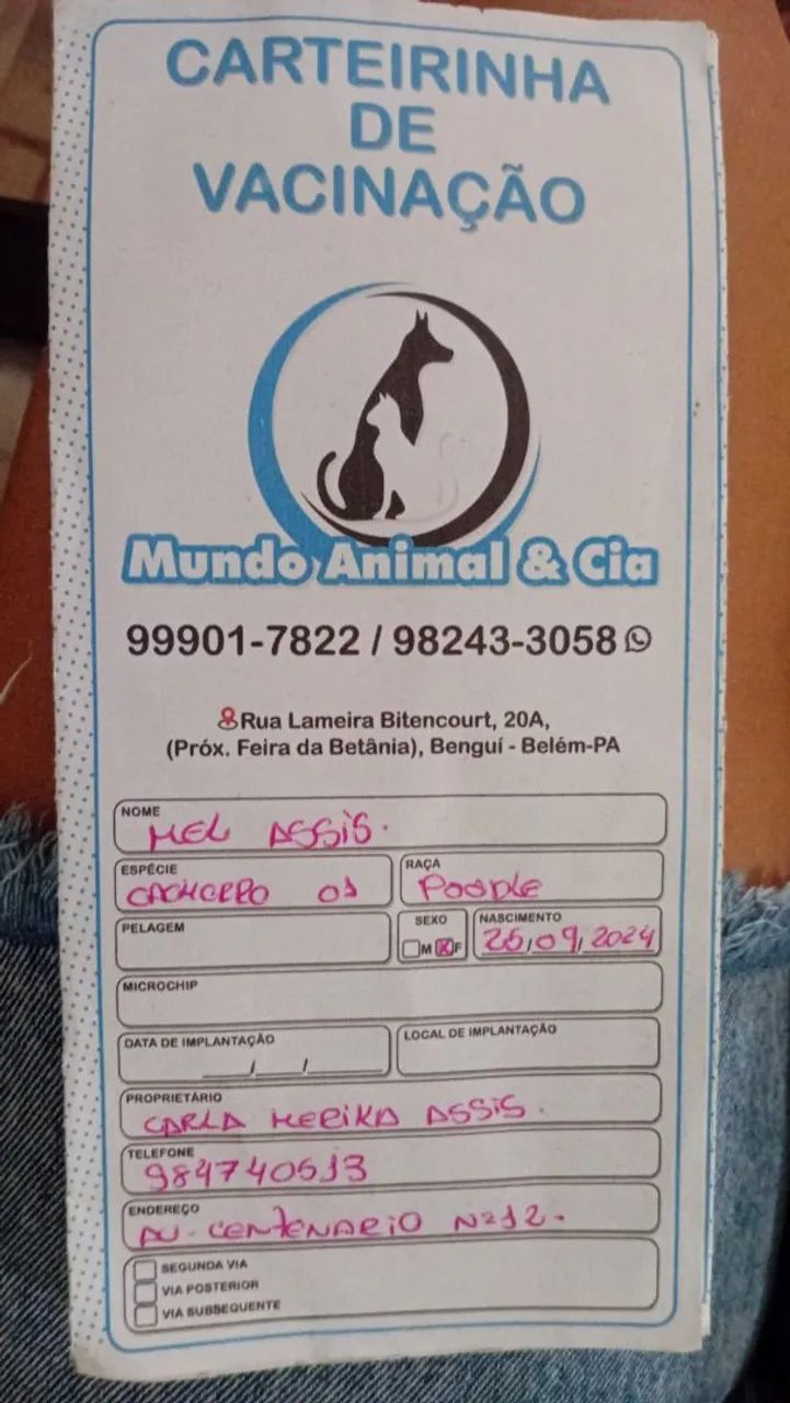 Cachorrinha poodle  - Foto 2