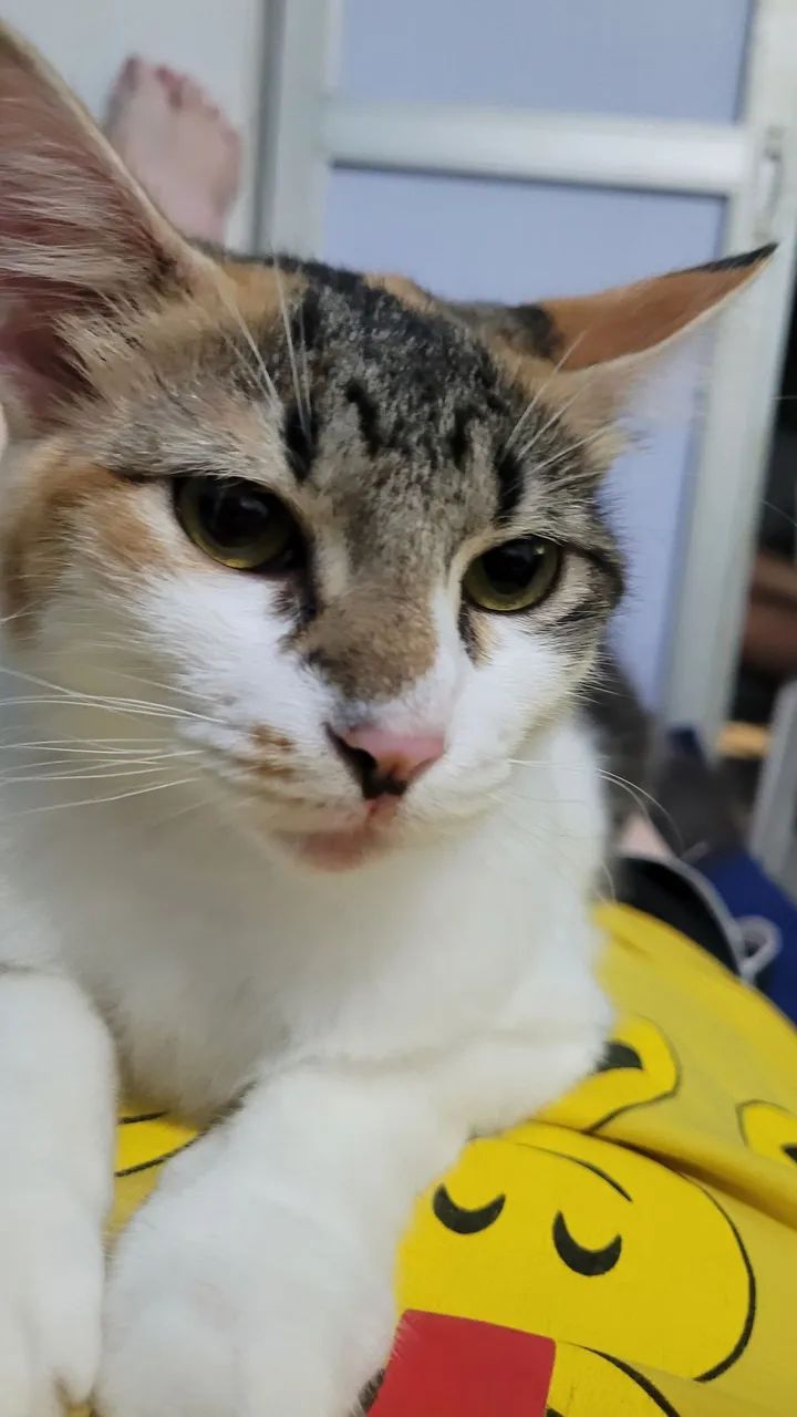 Gata para ADOÇÃO - Castrada  - Foto 4