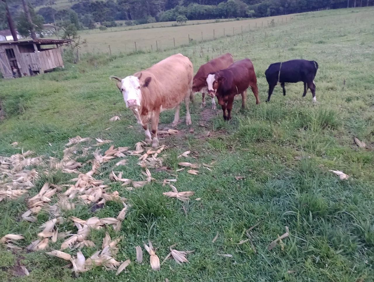 Area rural das mais lindas da região de Bom Retiro  - Foto 3
