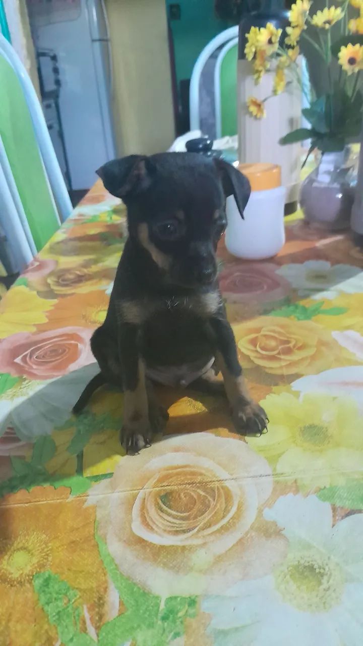 Cachorro pinscher número 1 - Foto 2
