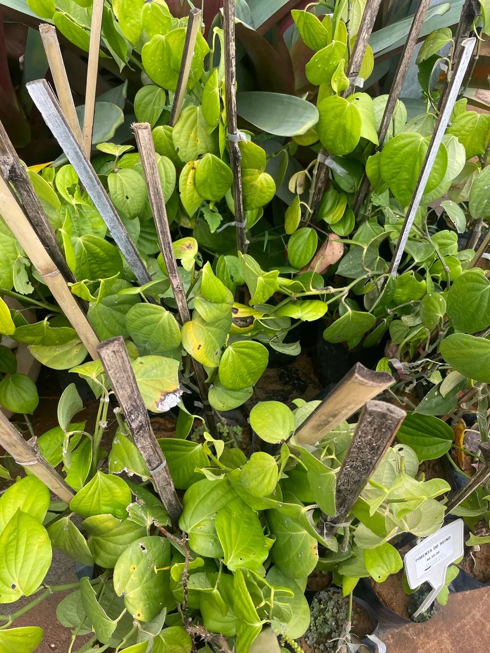 Pimenta do reino 