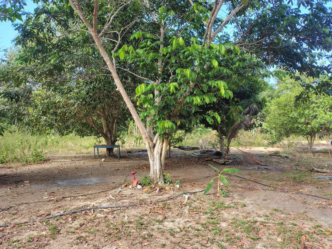 Vendo um lindo sítio no km 41 da BR 174  - Foto 5