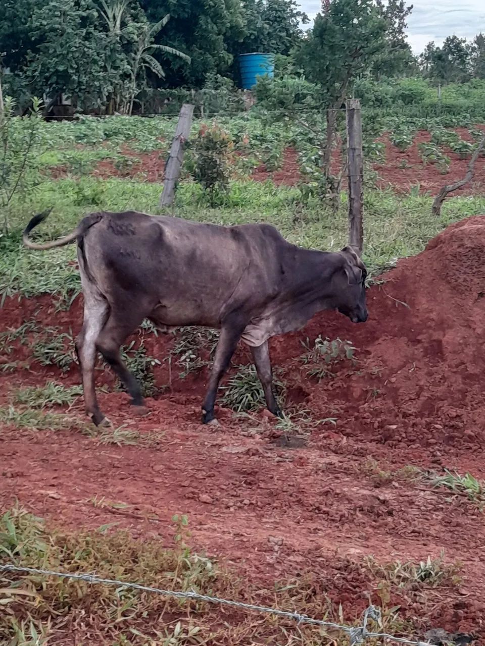  Uma novilha e duas bezerras - Foto 2