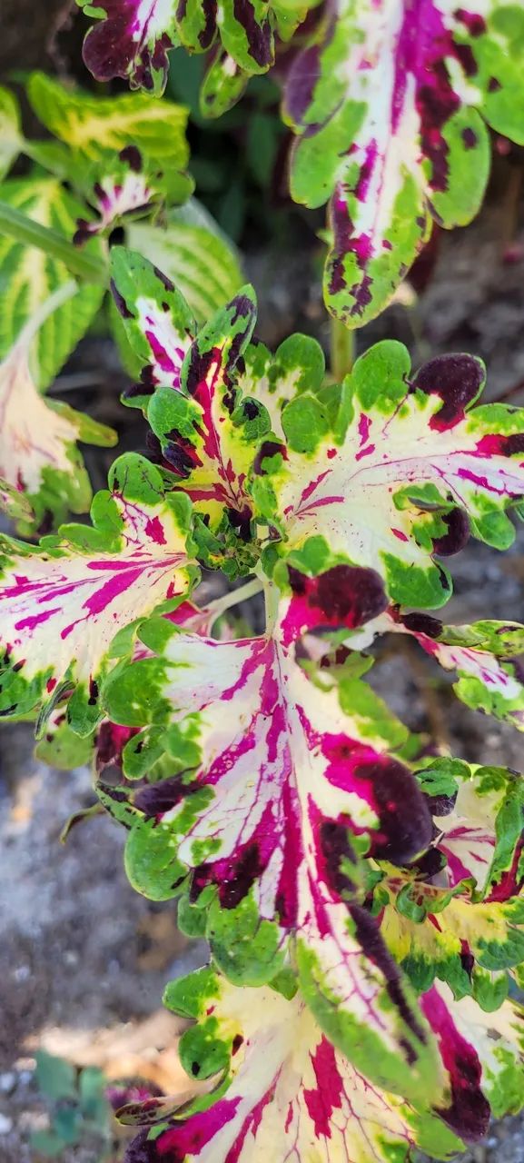 Muda de coleus unidade 