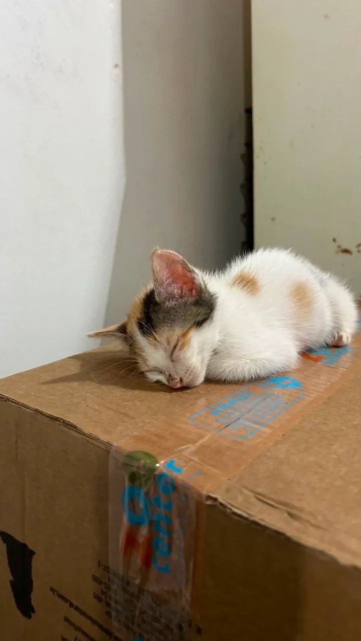Gatinhas para adoção  - Foto 3