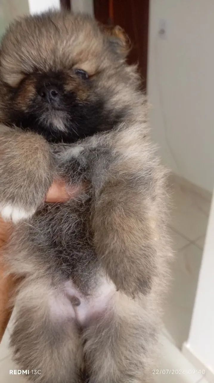 Pets - Foto 3