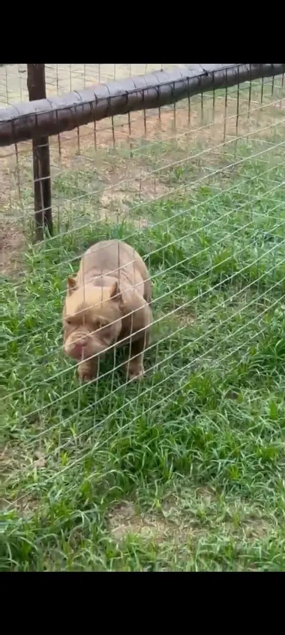 American Bully micro  - Foto 2