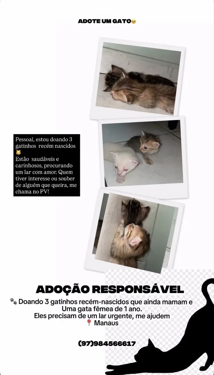 Doação de gatinhos machos e fêmeas 