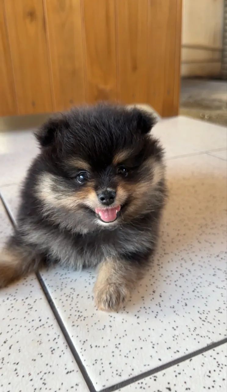 Spitz Alemão Macho