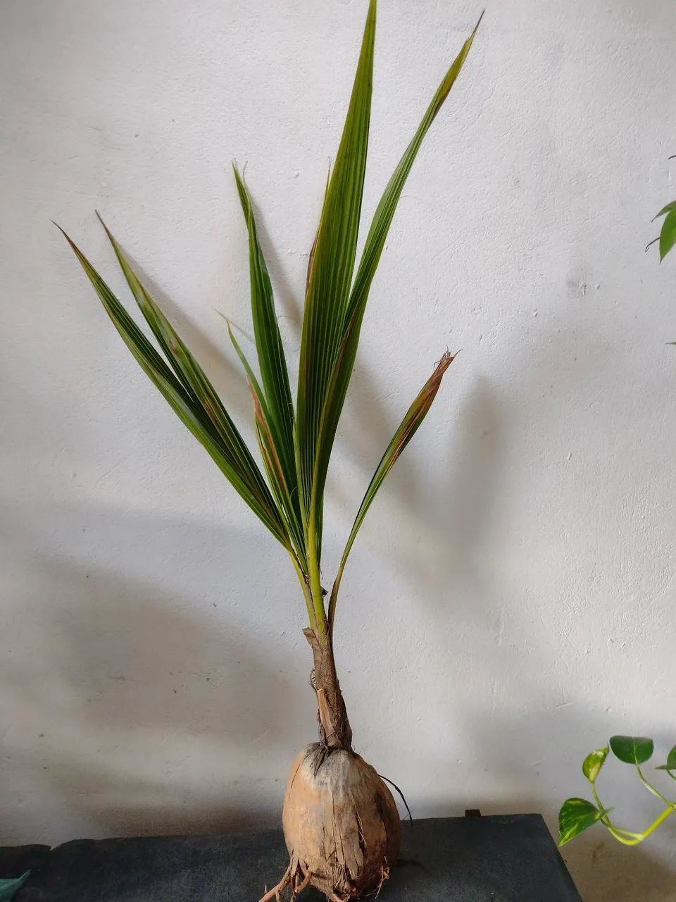 Coqueiro anão  - Foto 2