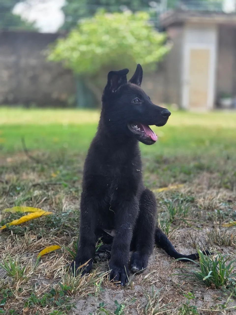 Pastor Alemão Puro (2 meses) - Foto 2