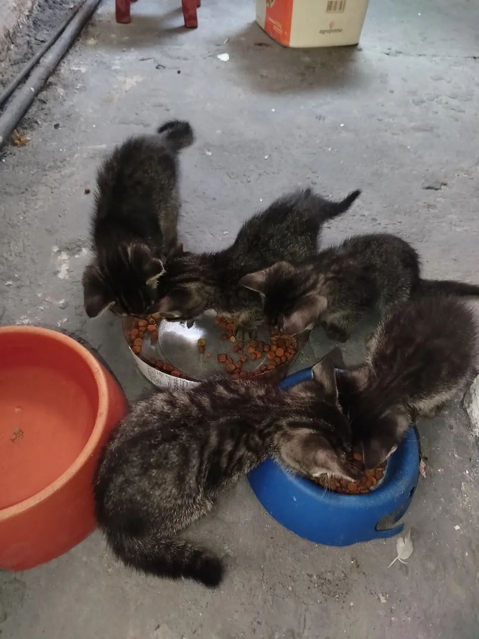 Doação de gatos  - Foto 4