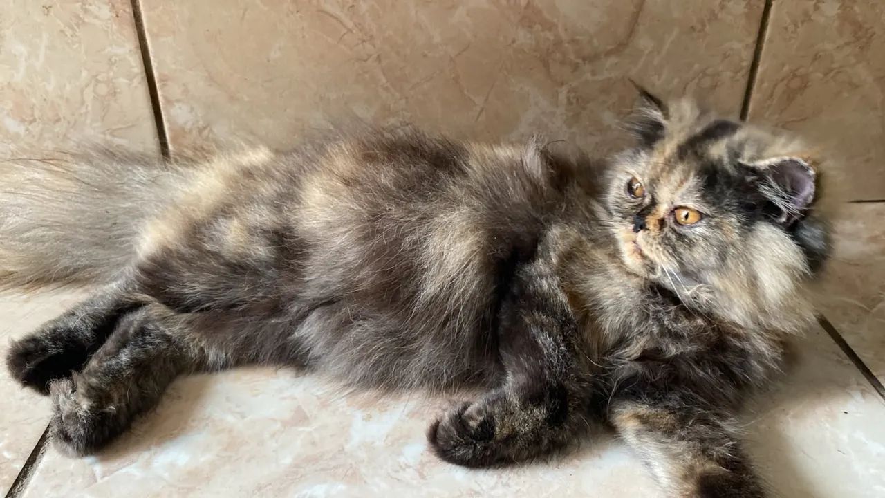 Gatinhas persa  - Foto 4