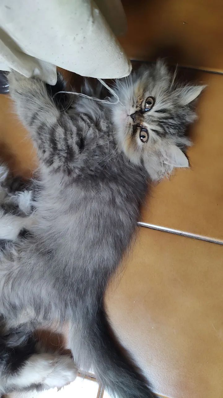 FILHOTE GATO PERSA - Foto 2