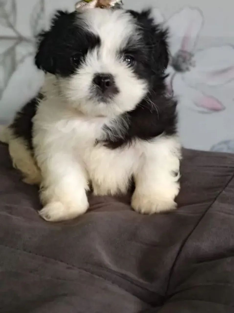 LAZA APSO MACHO 1300 - Foto 2