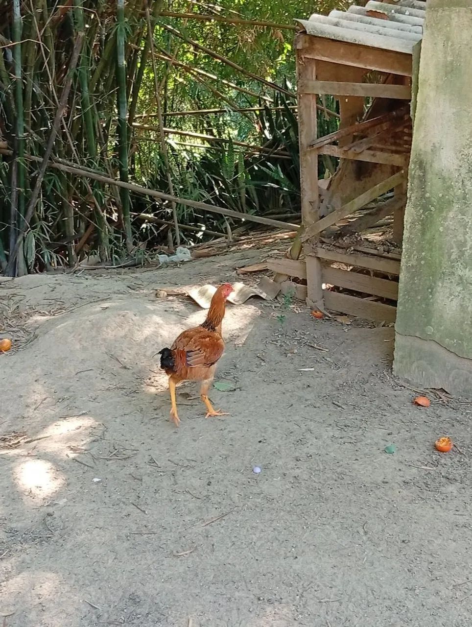Frango Caipira  - Foto 5