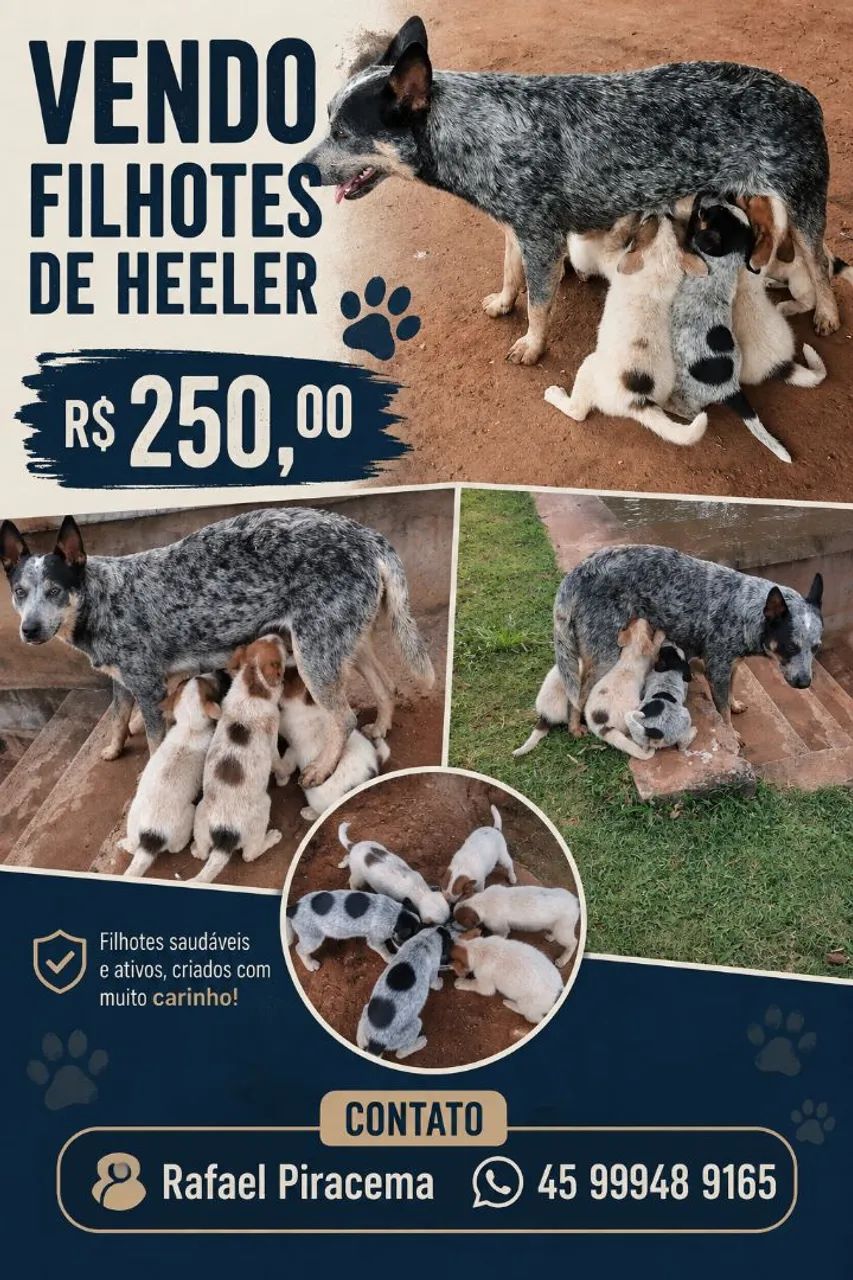 Filhotes de Heeler 