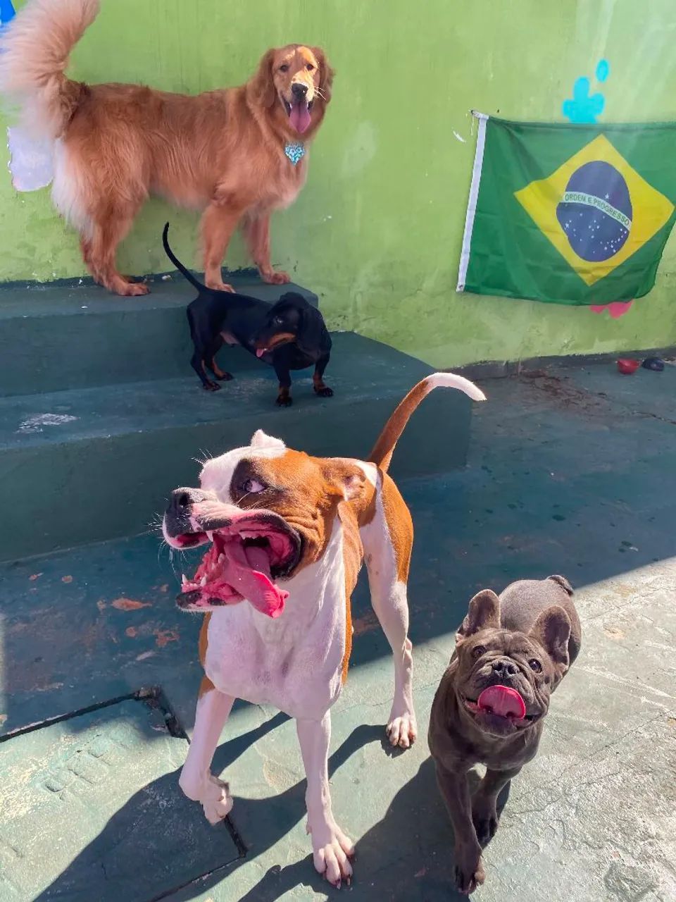 Doação de boxer fêmea  - Foto 6