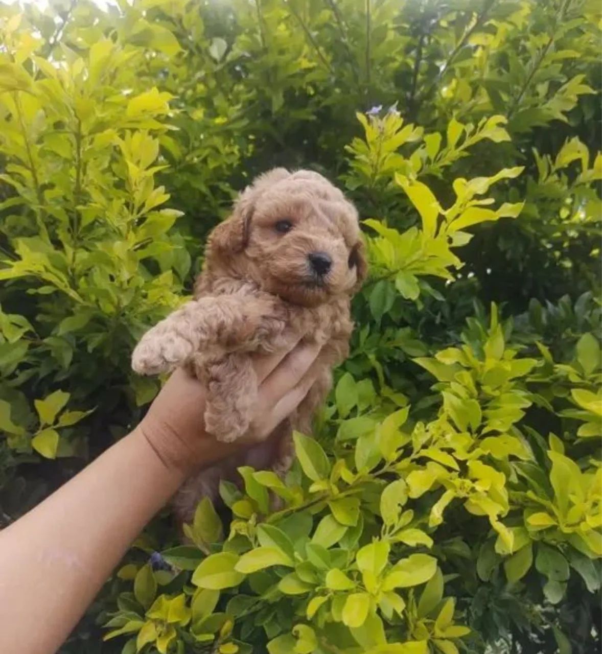Poodle micro toy - Foto 3