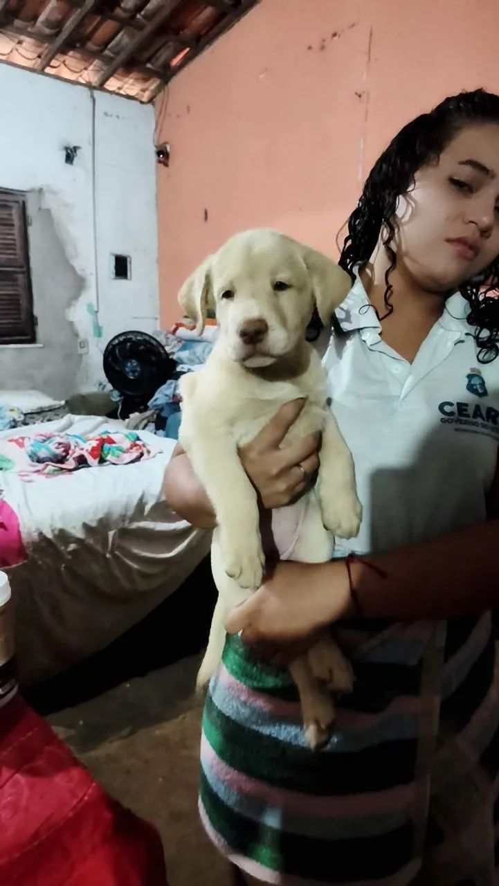 Labrador  - Foto 5