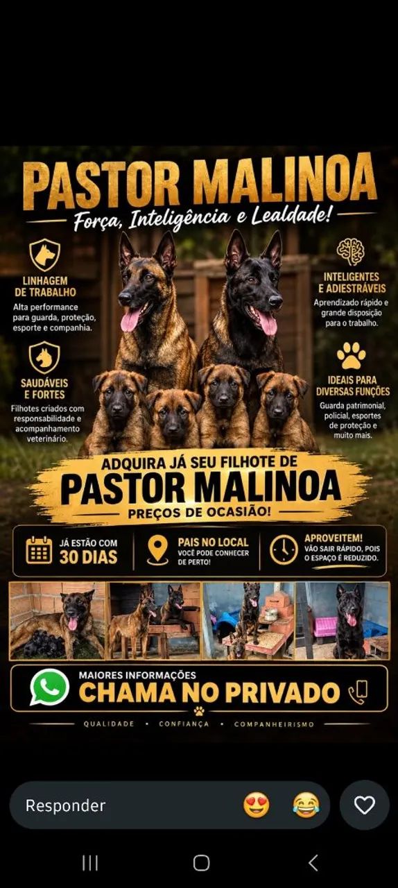Filhotes de Pastor Malinoa