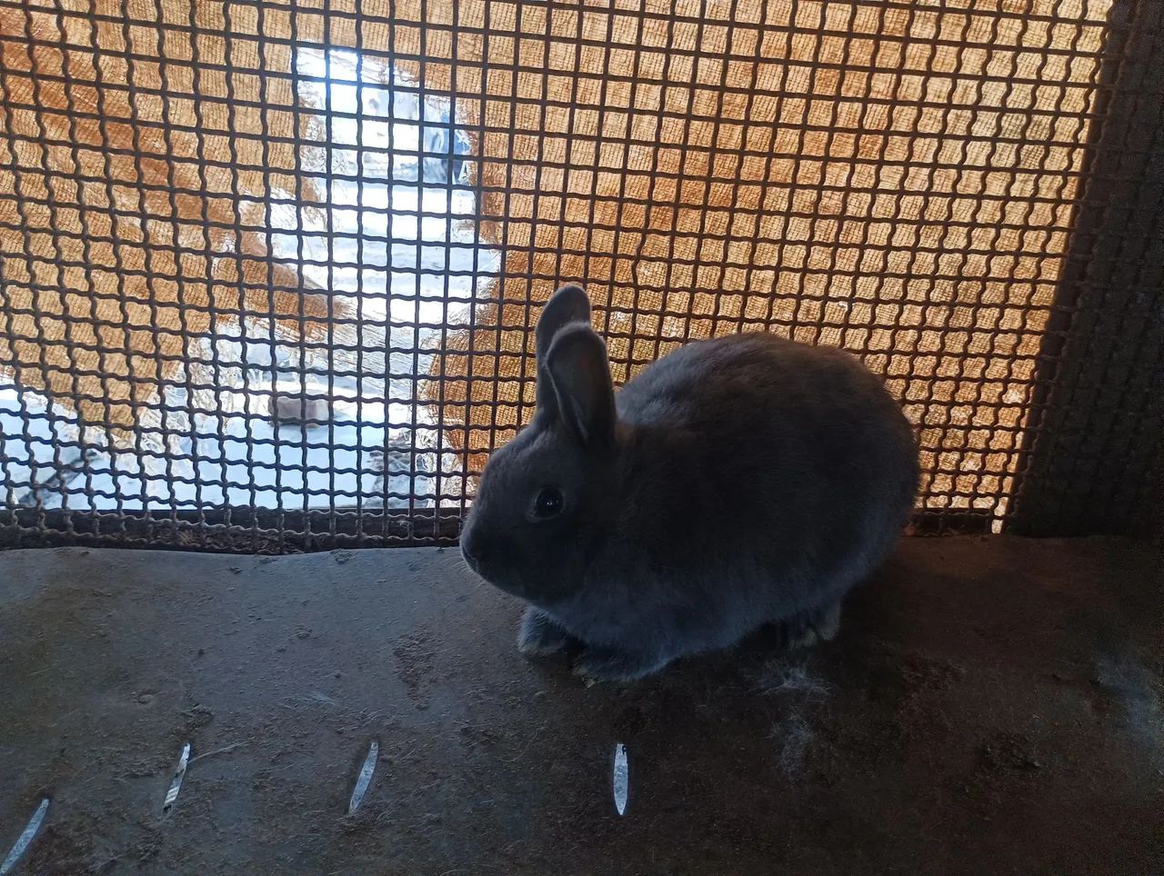 Animal - Foto 2