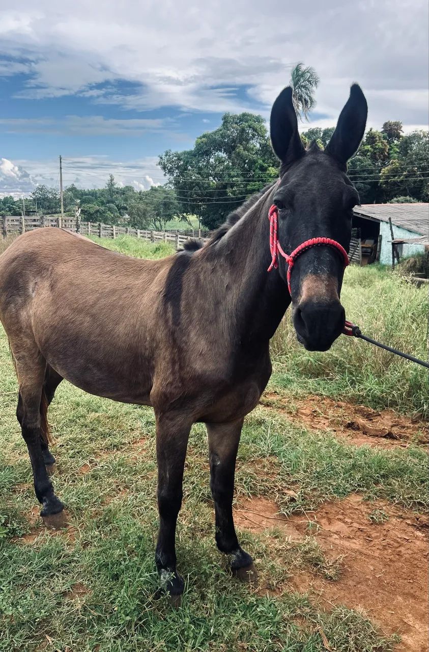 Burro marchador, manso de criança andar, aceita proposta 