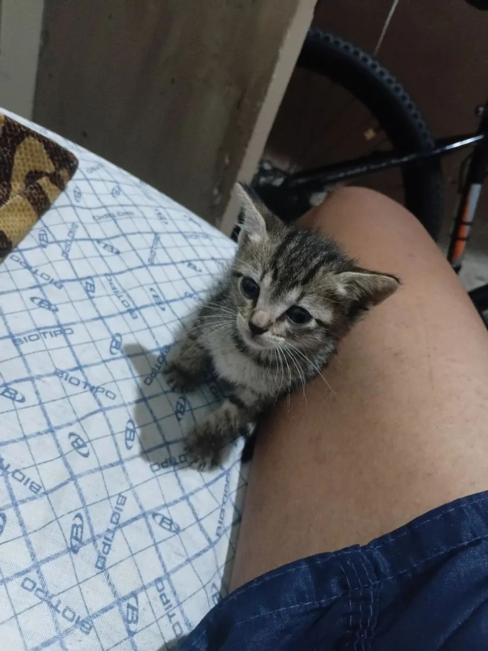 Filhote de gato 