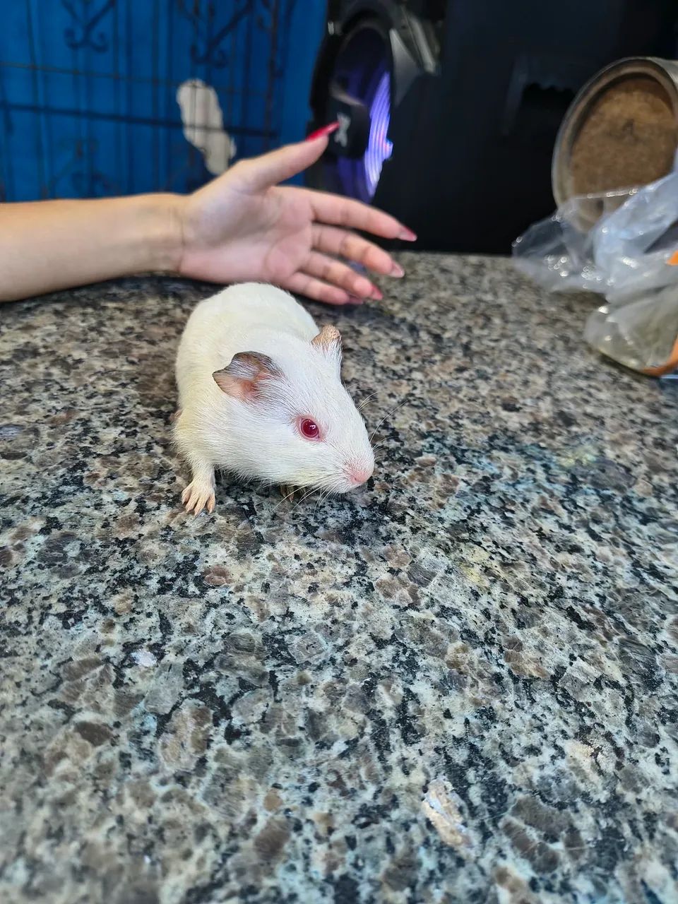 Conejo enano64962661036673123