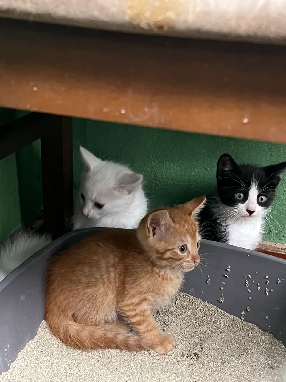 Gatinhos para adoção  - Foto 4