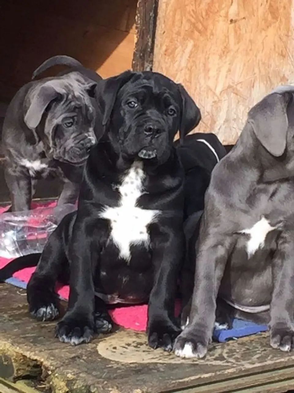 Cane Corso Machos e Femeas