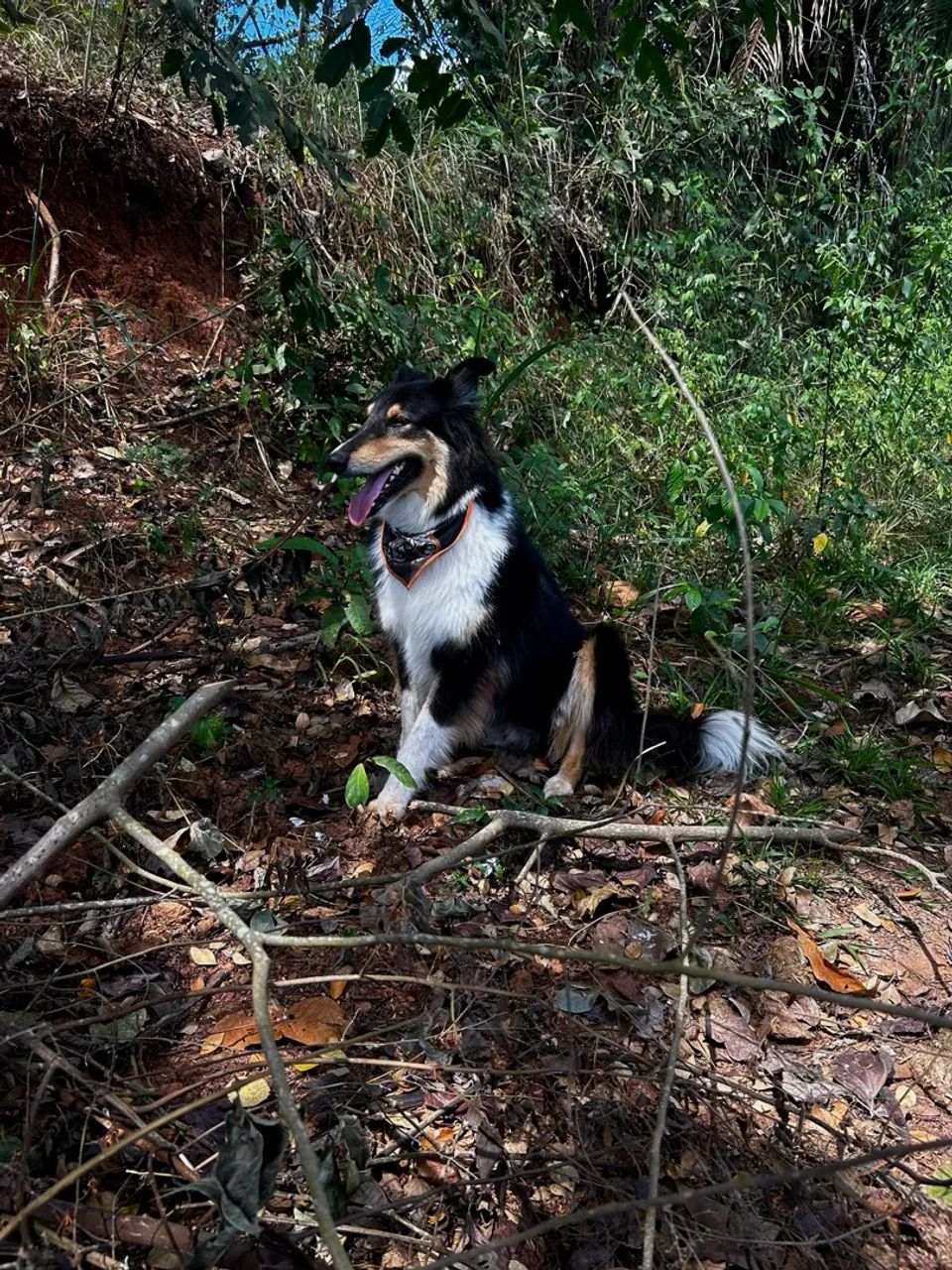 Filhote de Rough collie  - Foto 3
