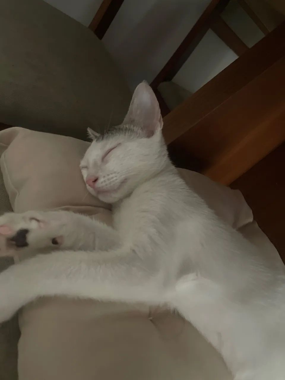 Disponivel para doação  - Foto 4