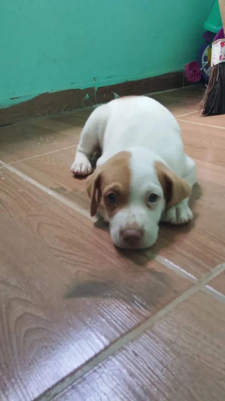 Cachorro 