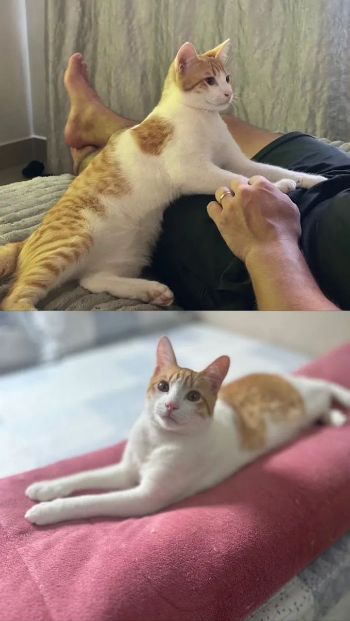 Gato perdido branco e laranja  - Foto 2
