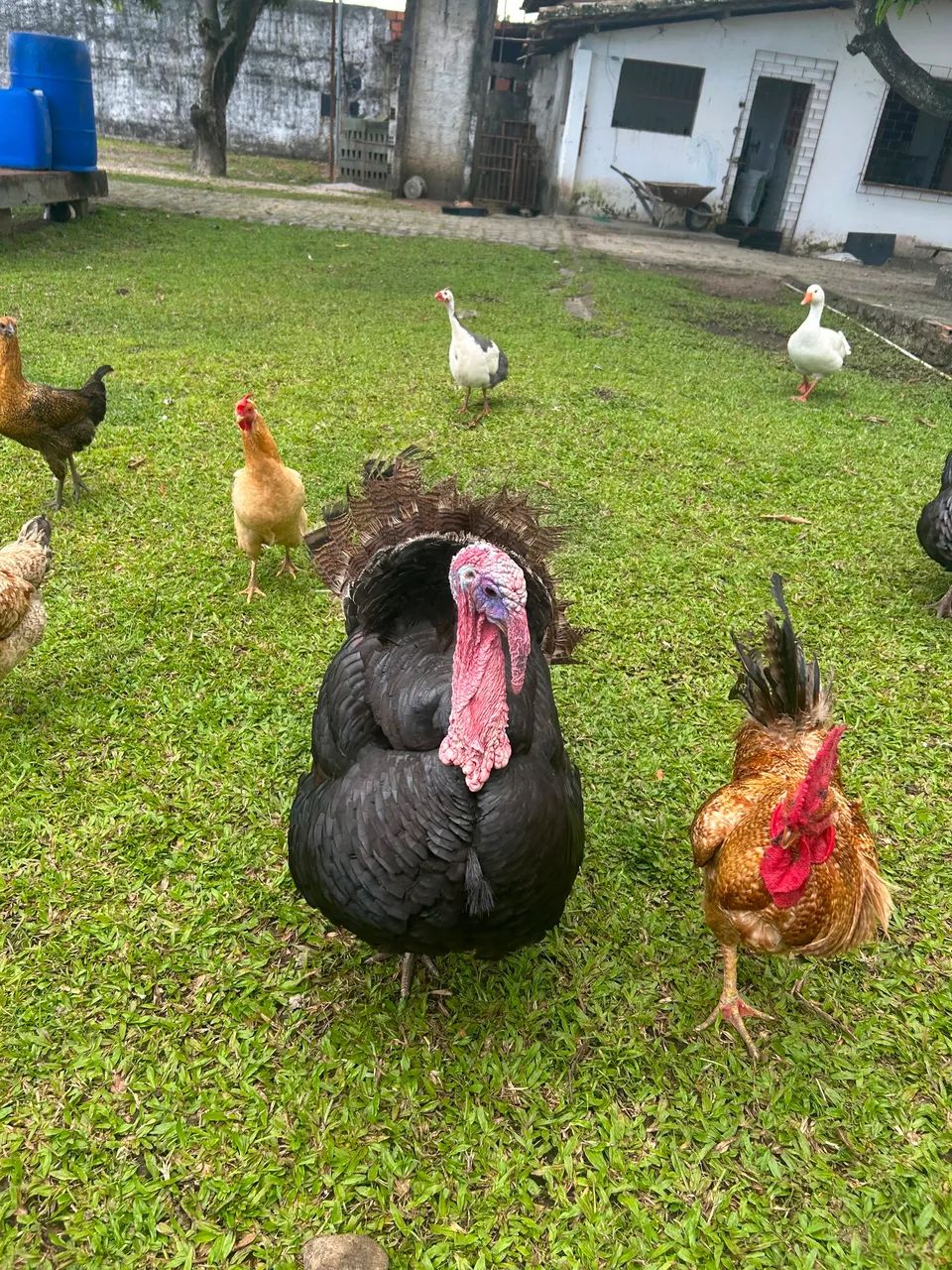 Vende-se  - Foto 4