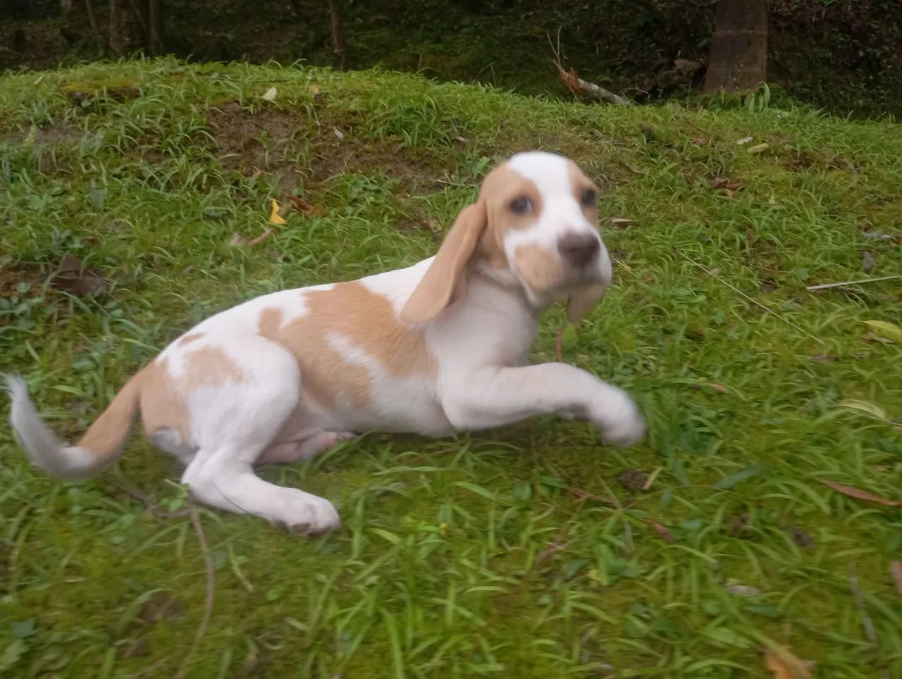 Beagle machinhos com todas vacinas - Foto 4