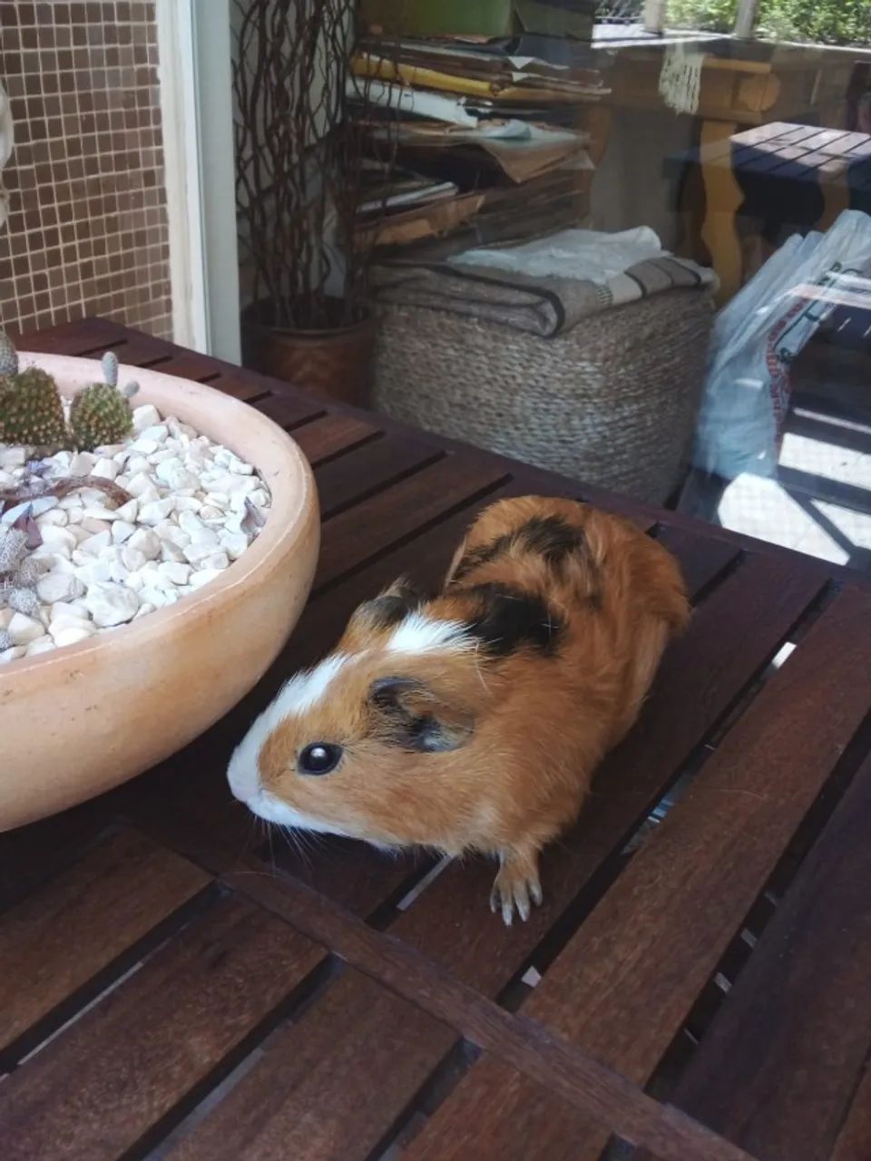 Porquinho da Índia - Foto 3