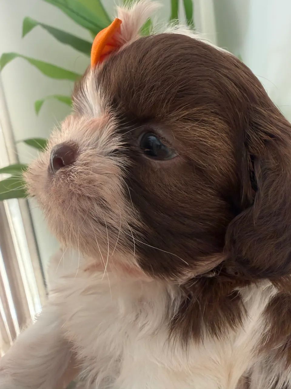 Shih tzu fêmea fígado  - Foto 4