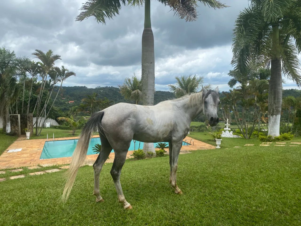 Cavalo árabe - Foto 5