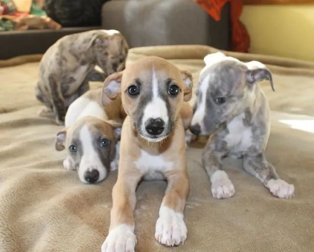 Whippet Filhotes