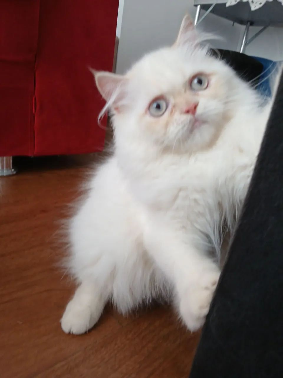 Gato Persa 4 meses - Foto 3
