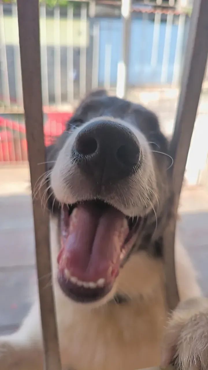 Border collie 