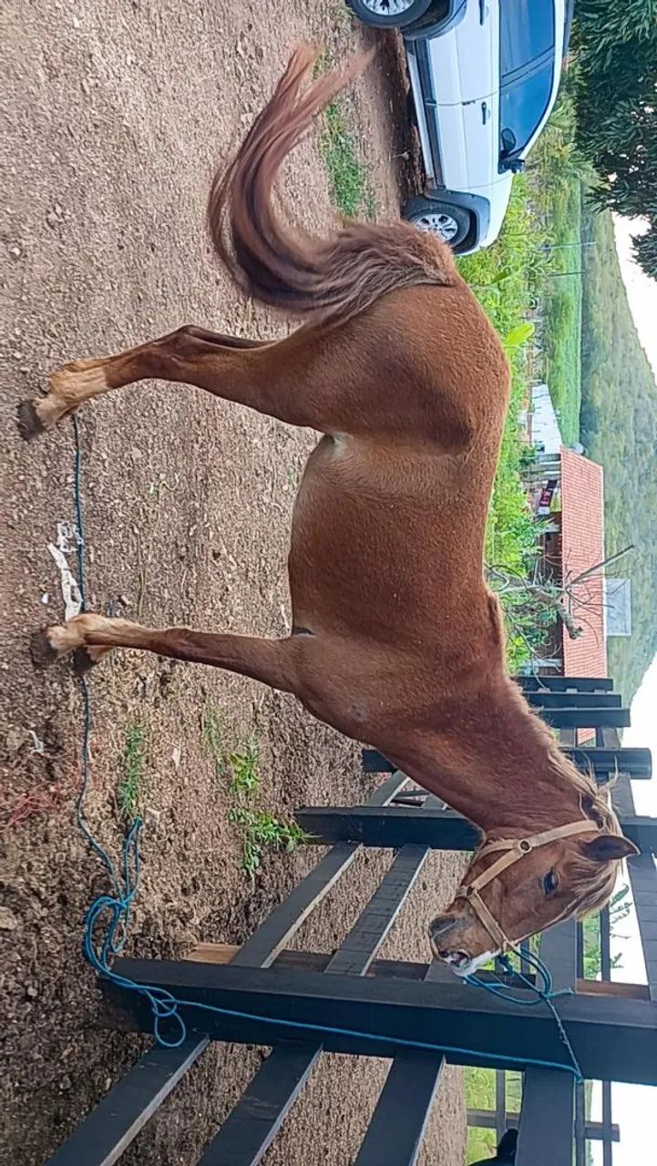 Egua nova - Foto 2