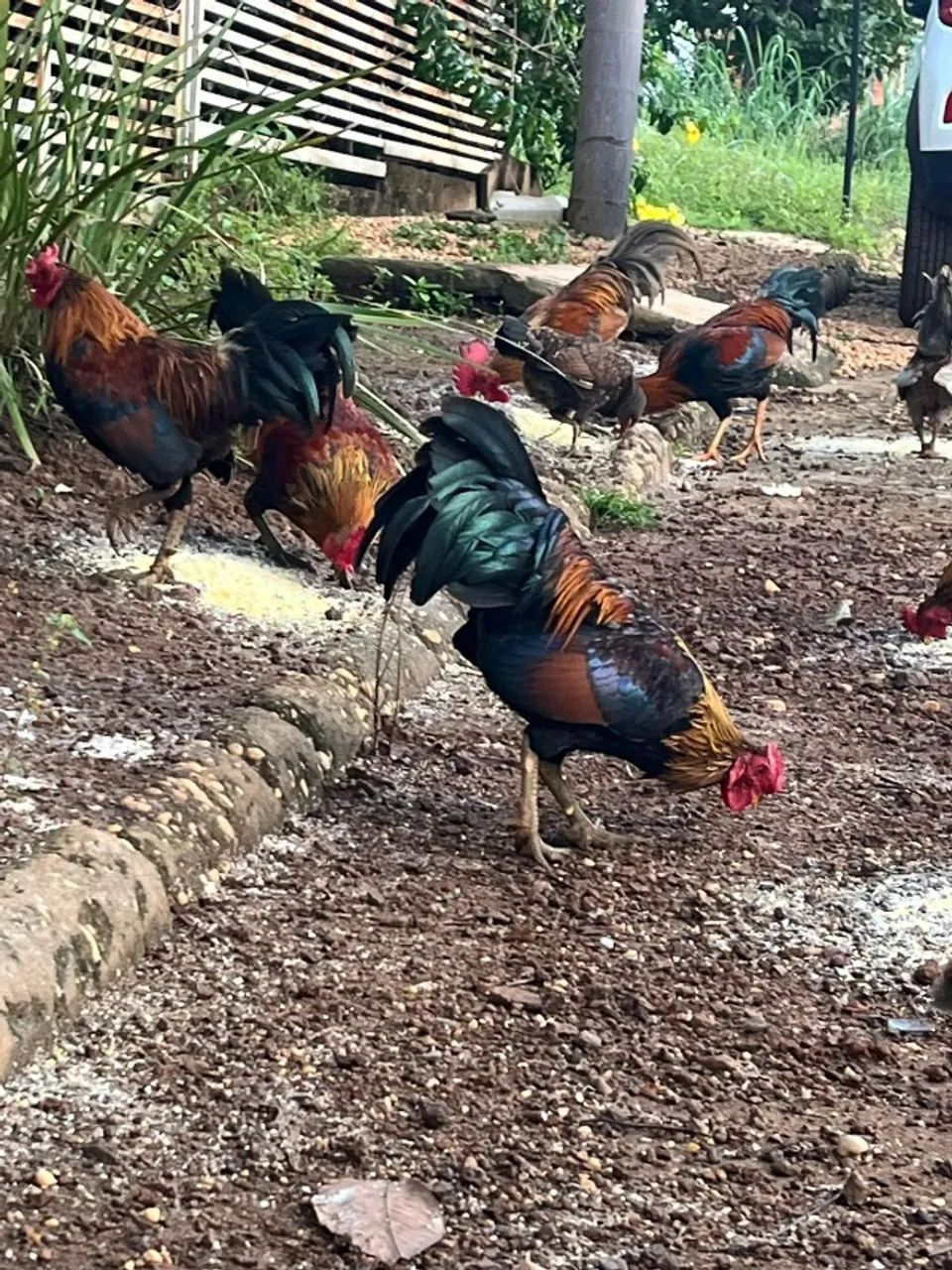 Troco criação de galos e galinhas Garnizés por material de Construção! - Foto 2
